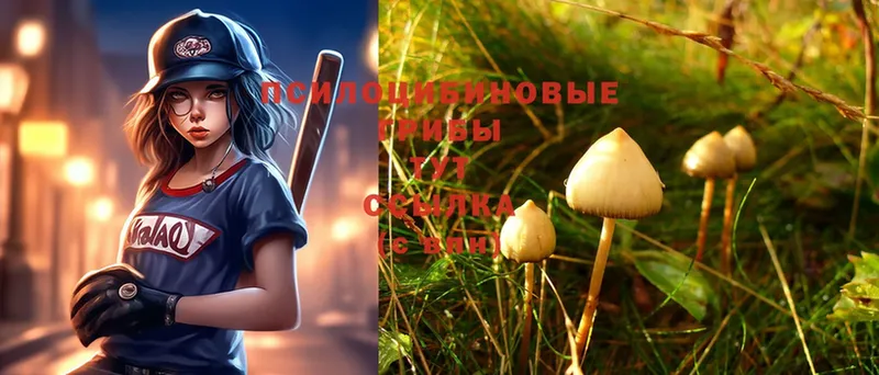 Псилоцибиновые грибы MAGIC MUSHROOMS  где купить наркоту  Новомичуринск 